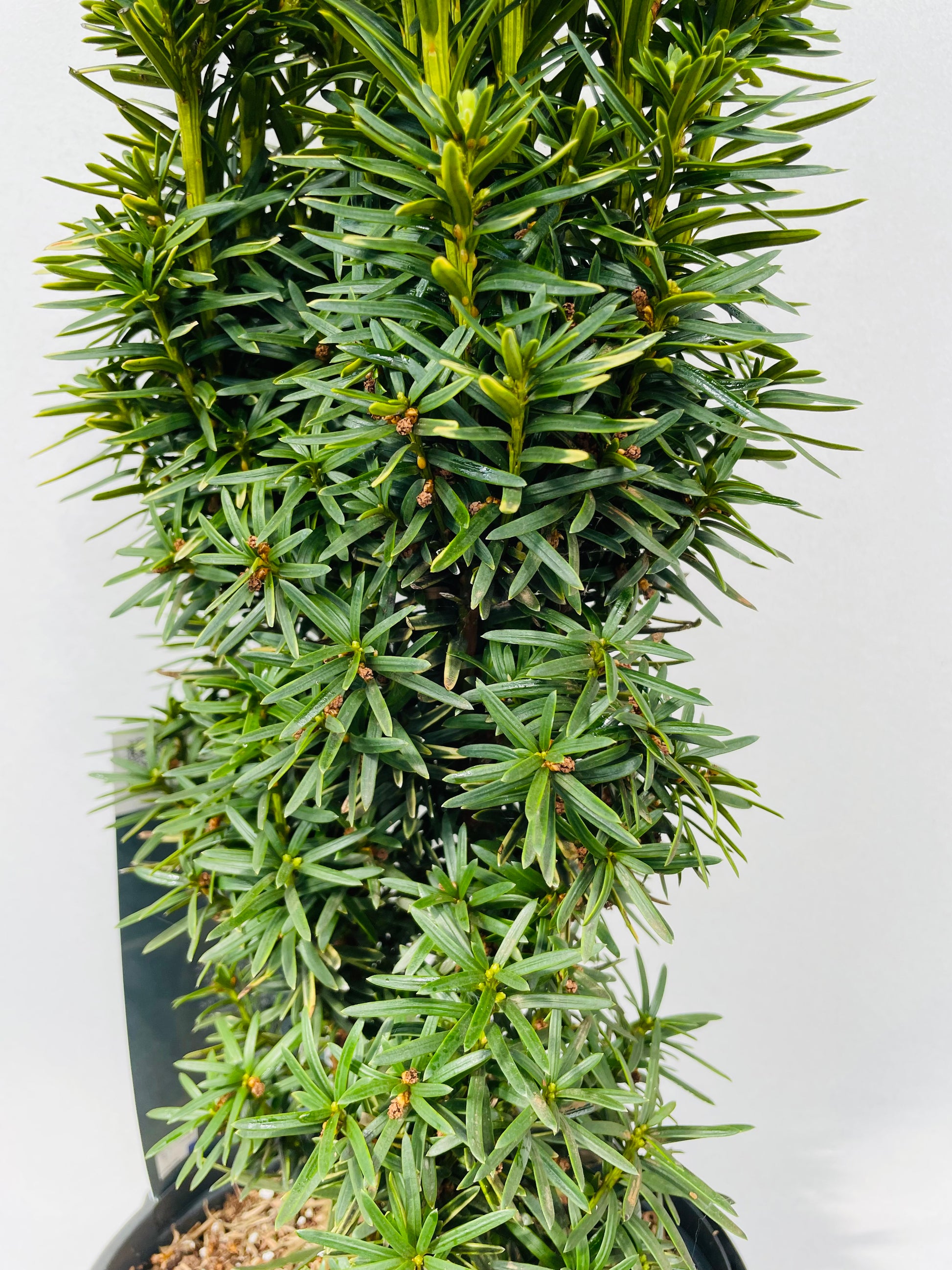Bilde av Taxus bacc. David-Spanne Plantesalg