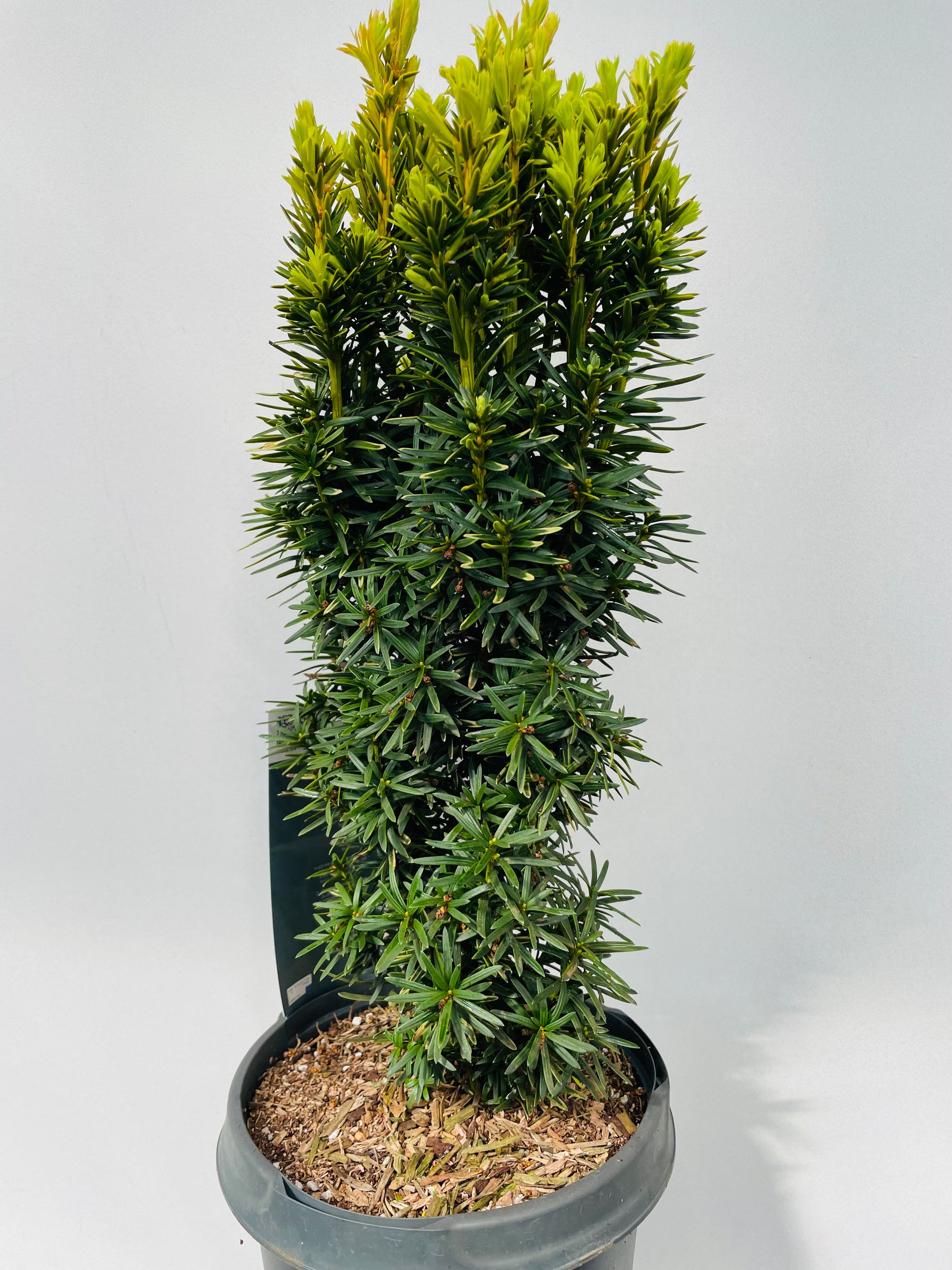 Bilde av Taxus bacc. David-Spanne Plantesalg