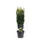 Bilde av TAXUS BACCATA DAVID-Spanne Plantesalg
