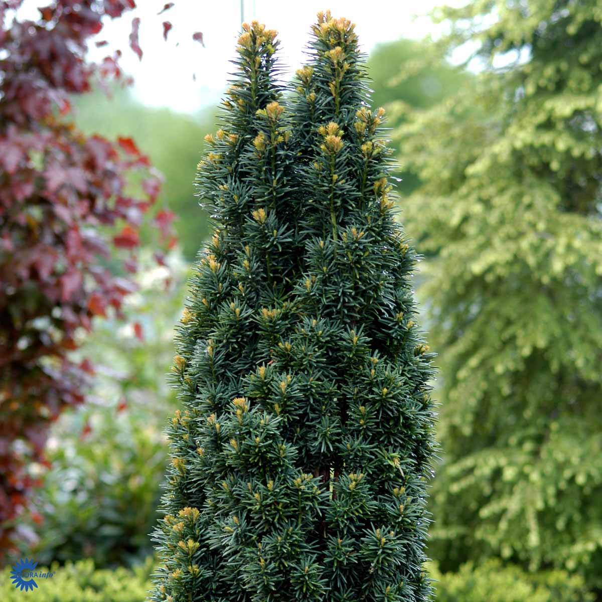 Bilde av Taxus baccata 'Fastigiata Robusta'-Spanne Plantesalg