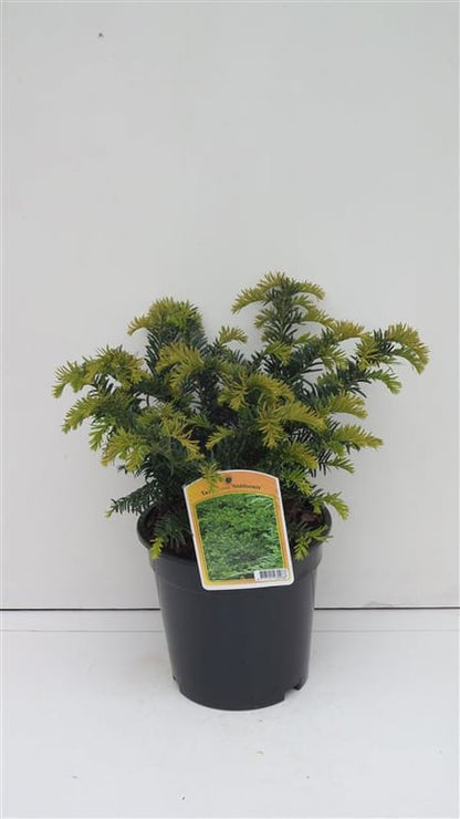 Bilde av Taxus media 'Nidiformis'-Spanne Plantesalg