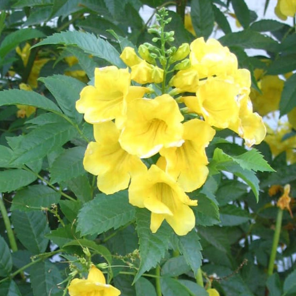 Bilde av Tecoma 'Tropical Twist'-Spanne Plantesalg