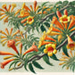 Bilde av Tecoma 'Tropical Twist'-Spanne Plantesalg
