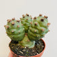 Bilde av Tephrocactus articulatus-Spanne Plantesalg