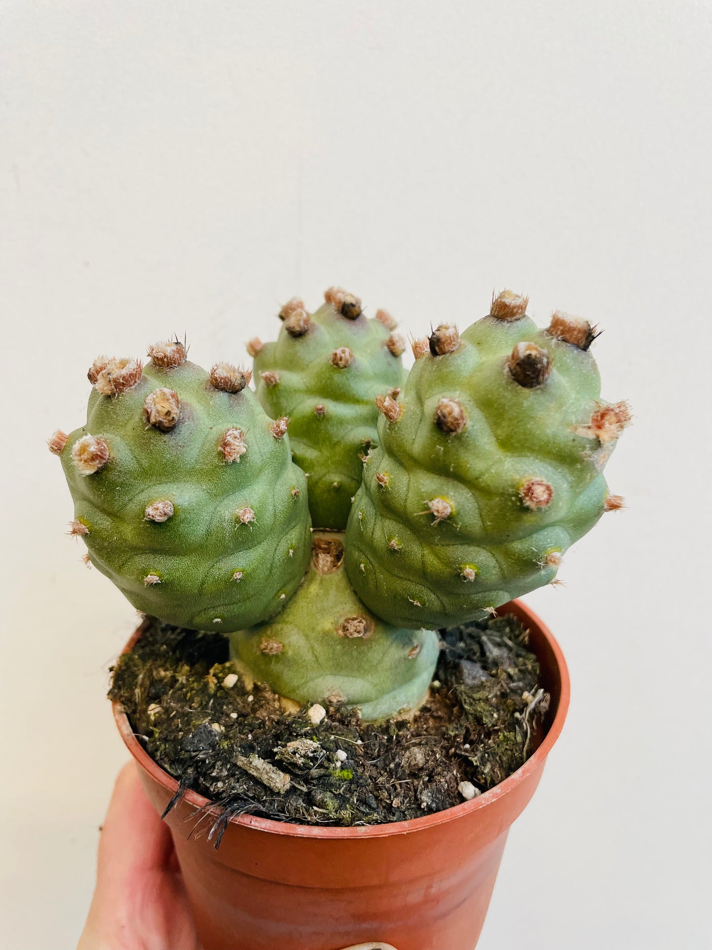 Bilde av Tephrocactus articulatus-Spanne Plantesalg