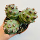 Bilde av Tephrocactus articulatus-Spanne Plantesalg