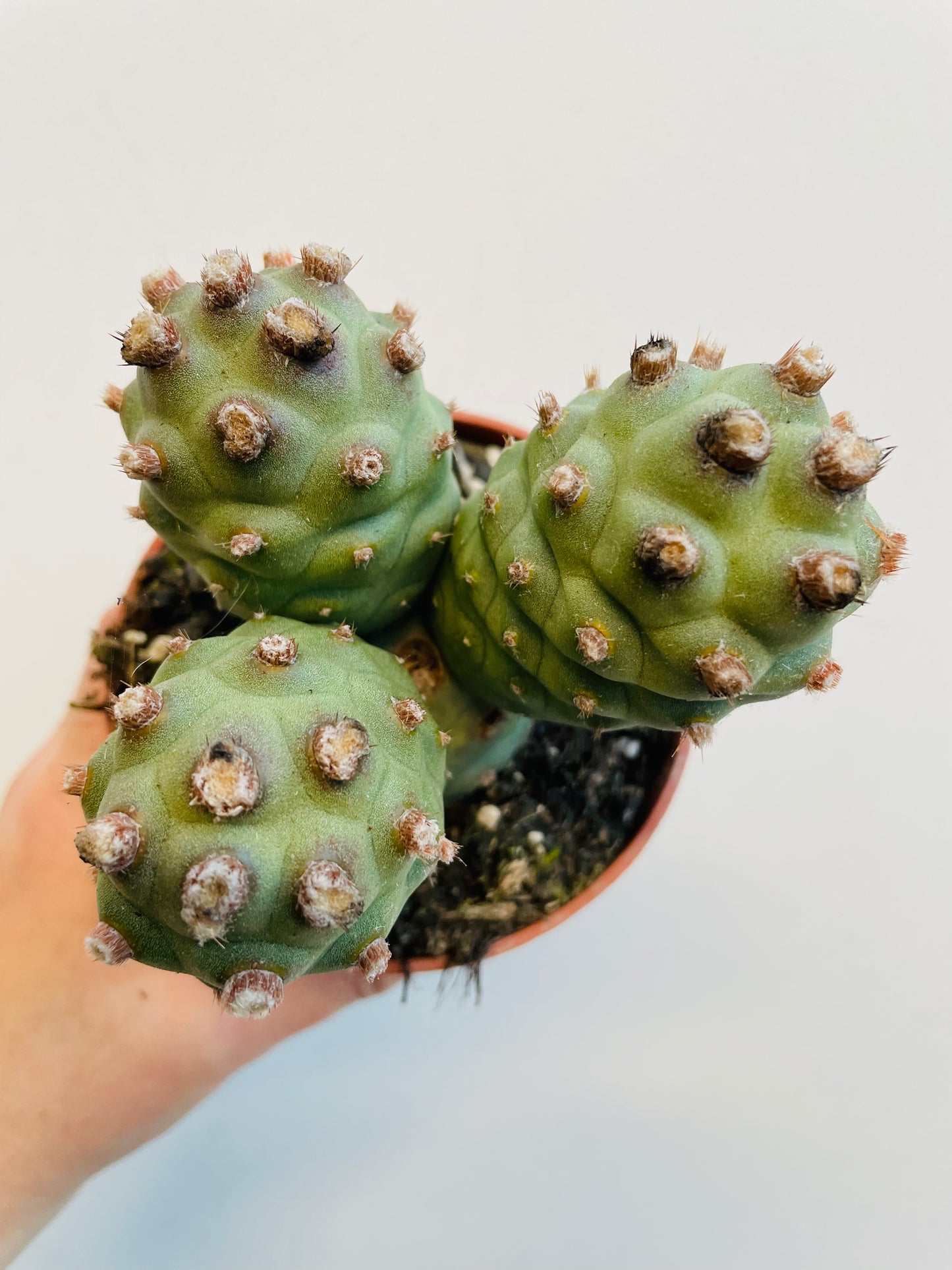 Bilde av Tephrocactus articulatus-Spanne Plantesalg