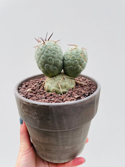 Bilde av Tephrocactus geometricus 1-Spanne Plantesalg