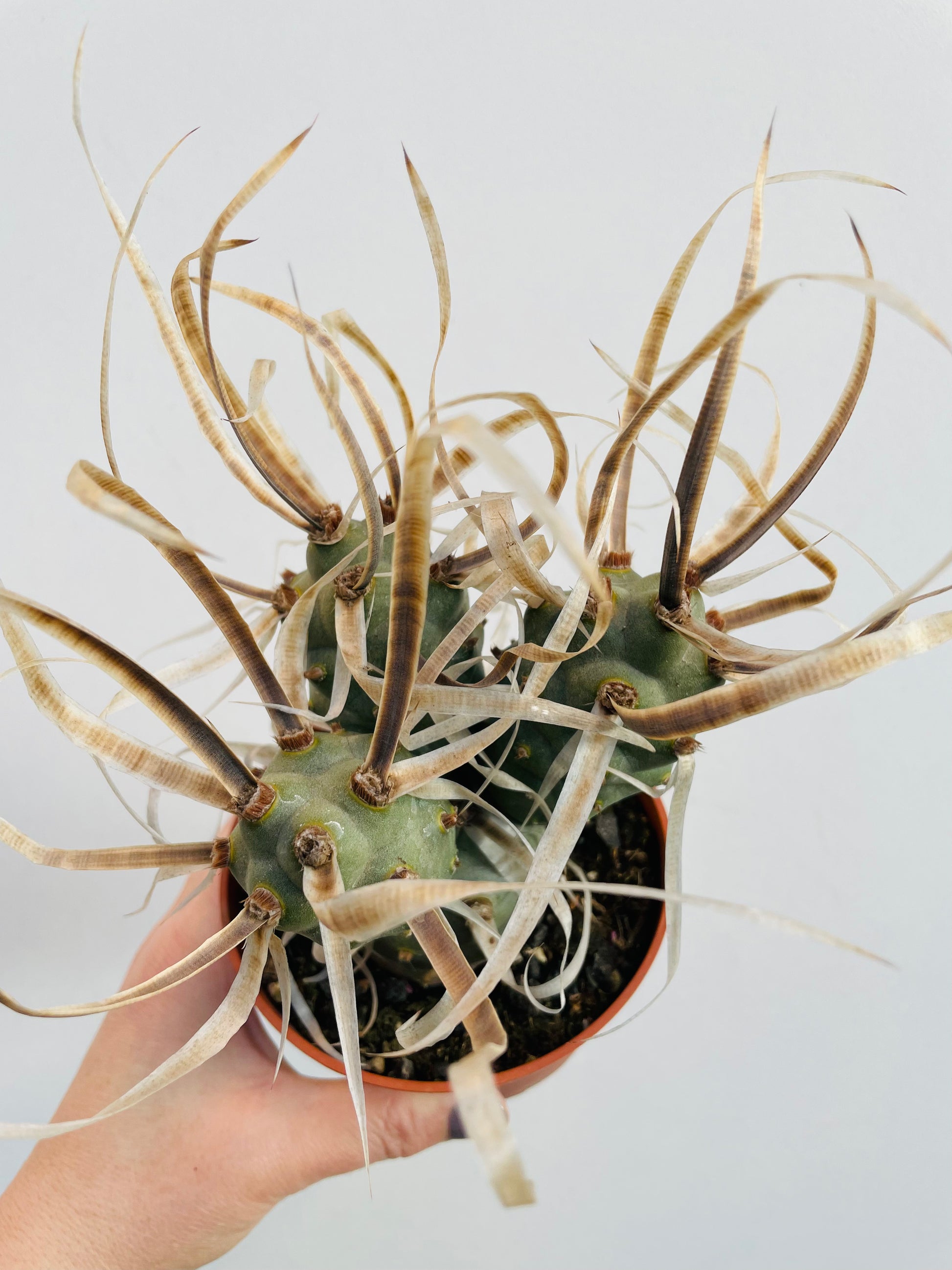 Bilde av Tephrocactus papyracanthus-Spanne Plantesalg