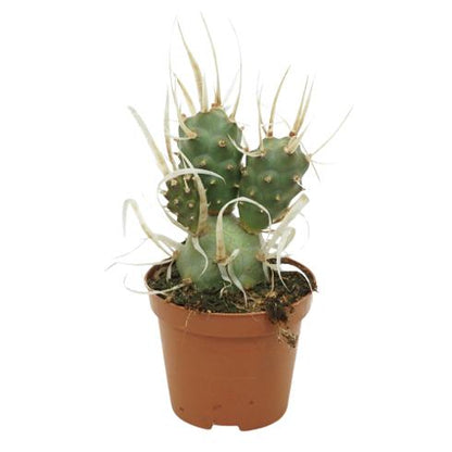 Bilde av Tephrocactus Papyracanthus-Spanne Plantesalg