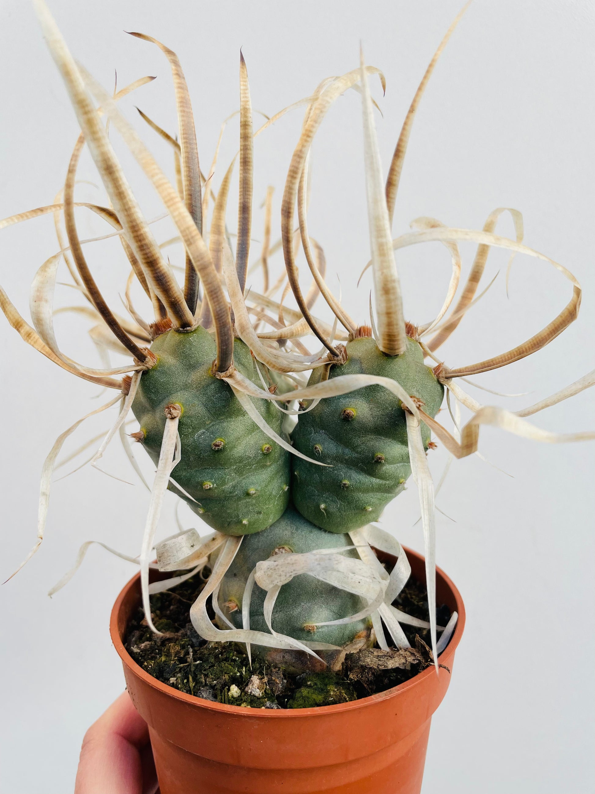 Bilde av Tephrocactus papyracanthus-Spanne Plantesalg