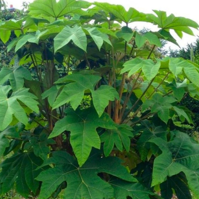 Bilde av Tetrapanax papyrifer 2,5l-Spanne Plantesalg