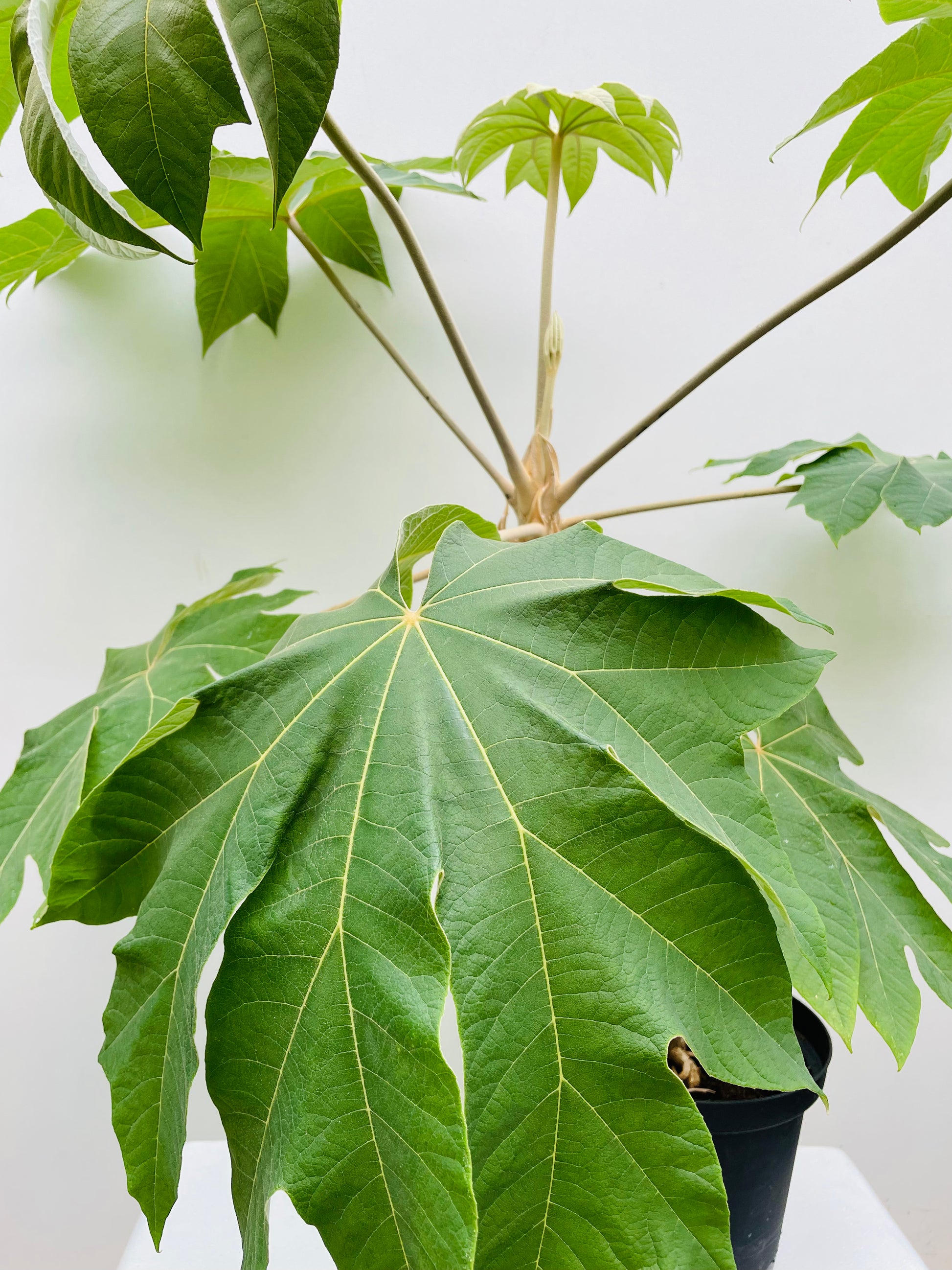 Bilde av Tetrapanax papyrifer 'Rex'-Spanne Plantesalg