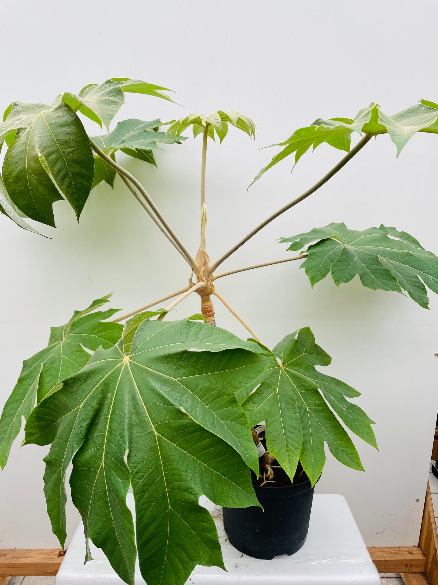Bilde av Tetrapanax papyrifer 'Rex'-Spanne Plantesalg