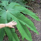 Bilde av Tetrapanax papyrifer 2,5l-Spanne Plantesalg