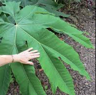 Bilde av Tetrapanax papyrifer 2,5l-Spanne Plantesalg