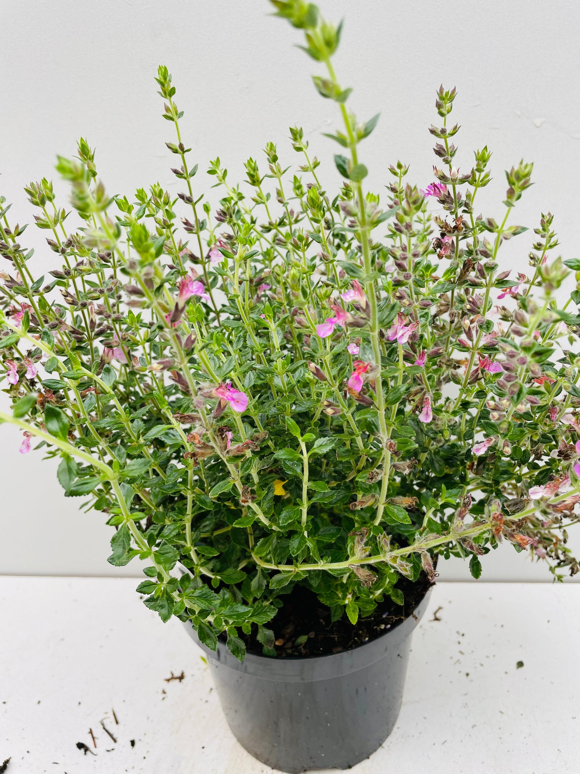 Bilde av TEUCRIUM CHAMAEDRYS.-Spanne Plantesalg