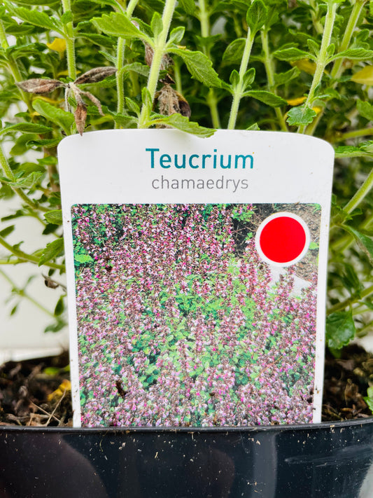 Bilde av TEUCRIUM CHAMAEDRYS.-Spanne Plantesalg