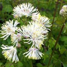 Bilde av THALICTRUM ALBA-Spanne Plantesalg