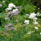 Bilde av Thalictrum aquilegifolium-Spanne Plantesalg
