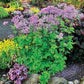 Bilde av THALICTRUM BLACK STOCKINGS-Spanne Plantesalg