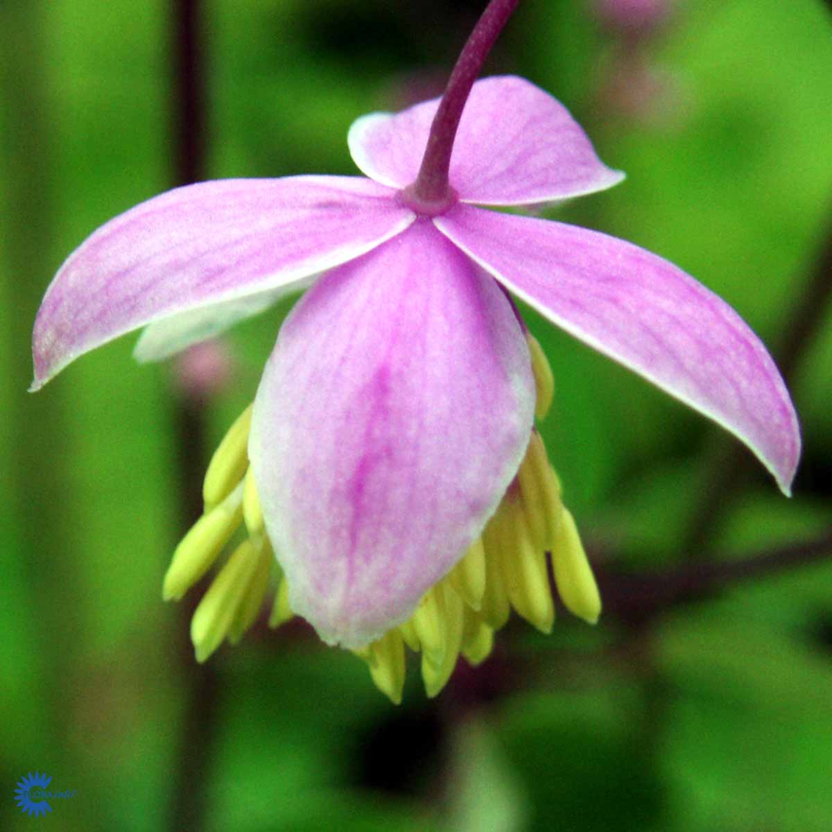 Bilde av Thalictrum delavayi-Spanne Plantesalg