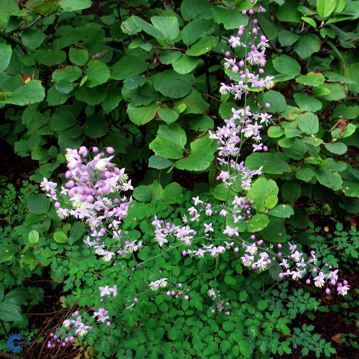 Bilde av Thalictrum delavayi-Spanne Plantesalg