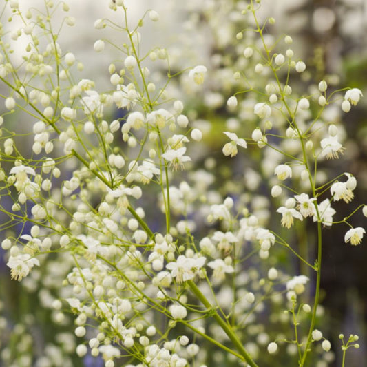 Bilde av THALICTRUM DELAVAYI 'Splendide White'-Spanne Plantesalg