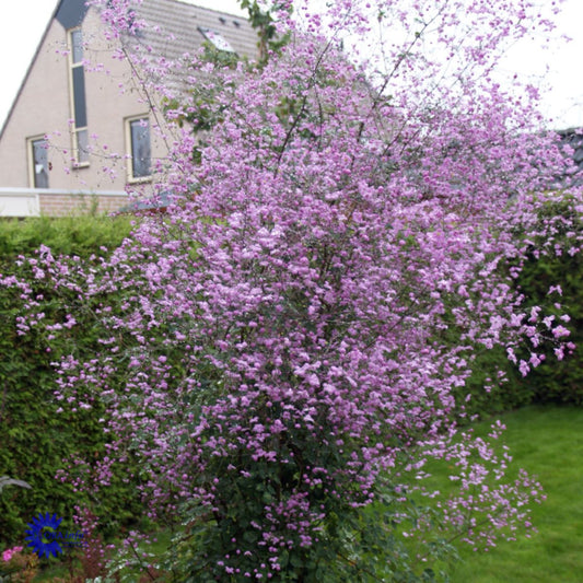 Bilde av Thalictrum 'Splendide'-Spanne Plantesalg