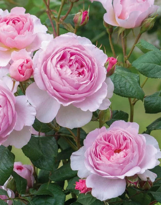 Bilde av The Ancient Mariner rose