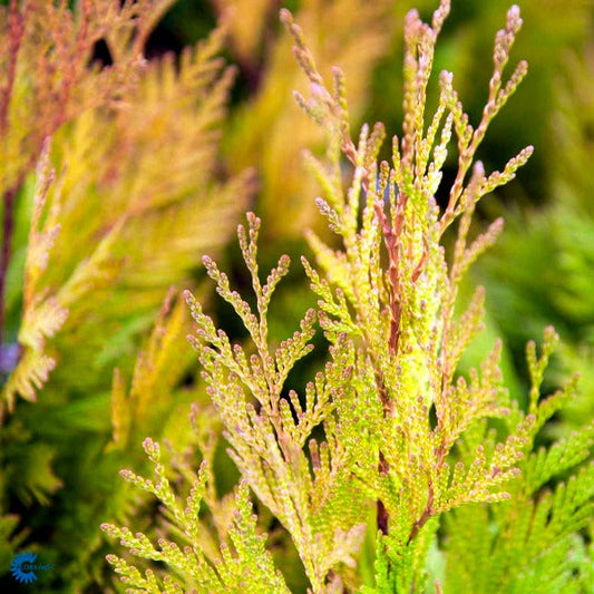 Bilde av Thuja 4everGoldy-Spanne Plantesalg