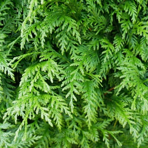 Bilde av Thuja Martin-Spanne Plantesalg