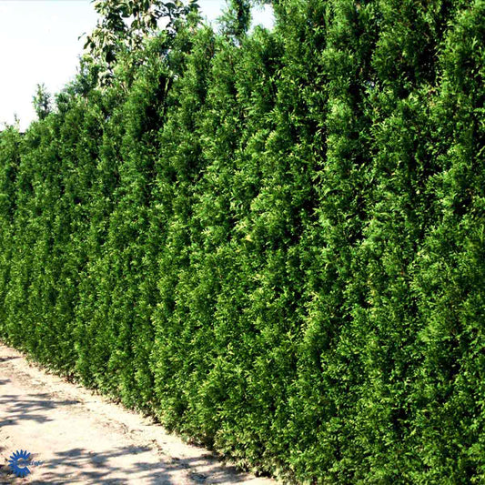 Bilde av Thuja occ. Brabant-Spanne Plantesalg