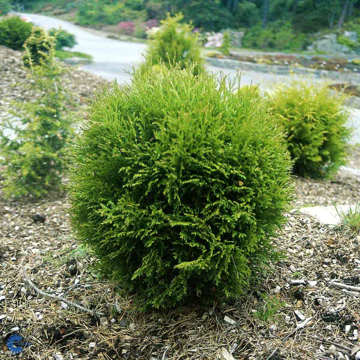Bilde av Thuja occ. Danica-Spanne Plantesalg