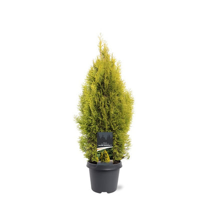 Bilde av Thuja occ. 'Golden Smaragd'-Spanne Plantesalg