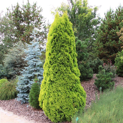Bilde av Thuja occ. 'Golden Smaragd'-Spanne Plantesalg