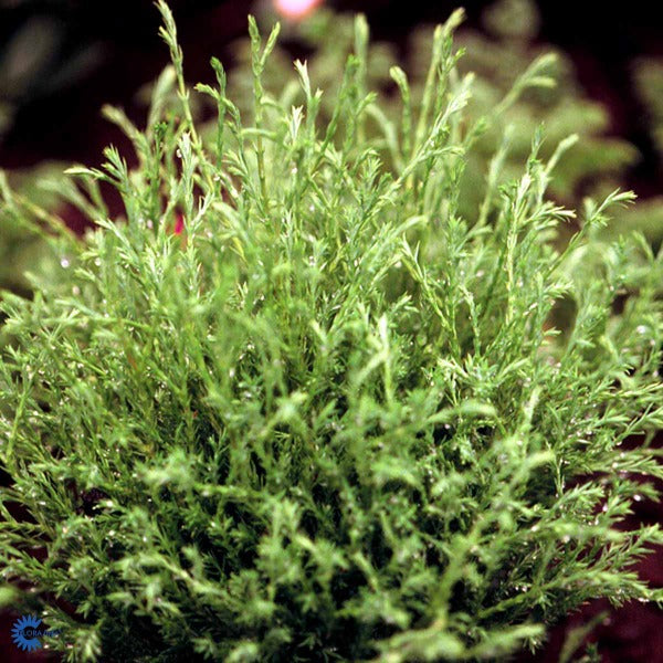 Bilde av Thuja occ. 'Mr Bowling Ball'-Spanne Plantesalg