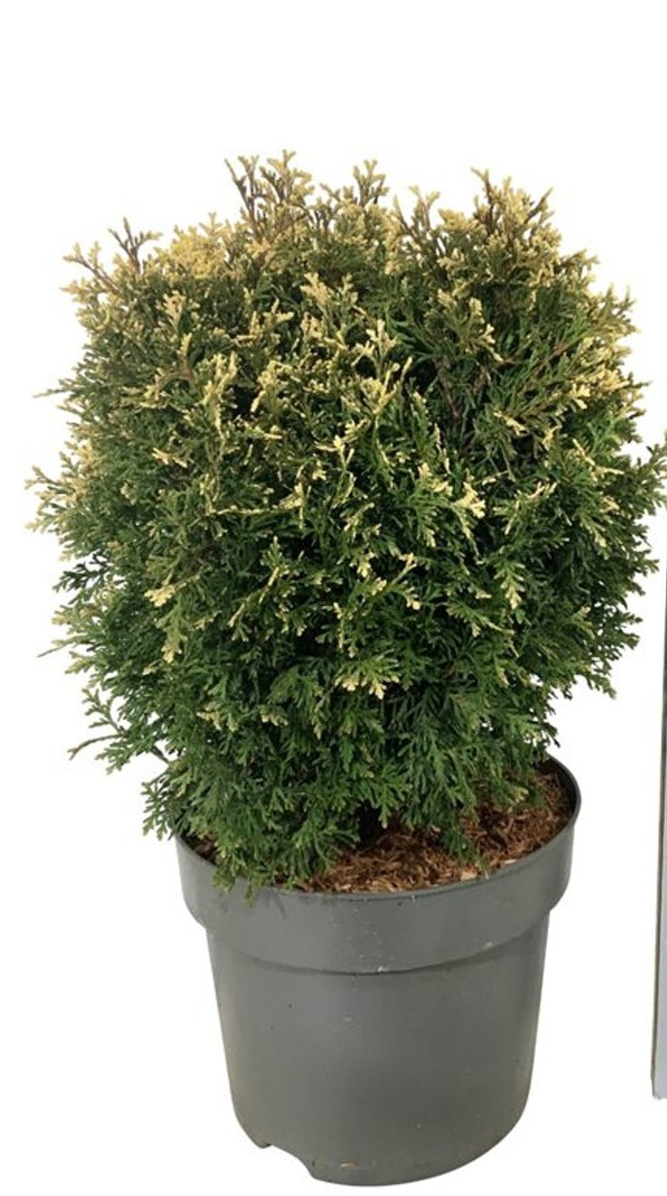 Bilde av Thuja occ. 'Piccadilly'-Spanne Plantesalg