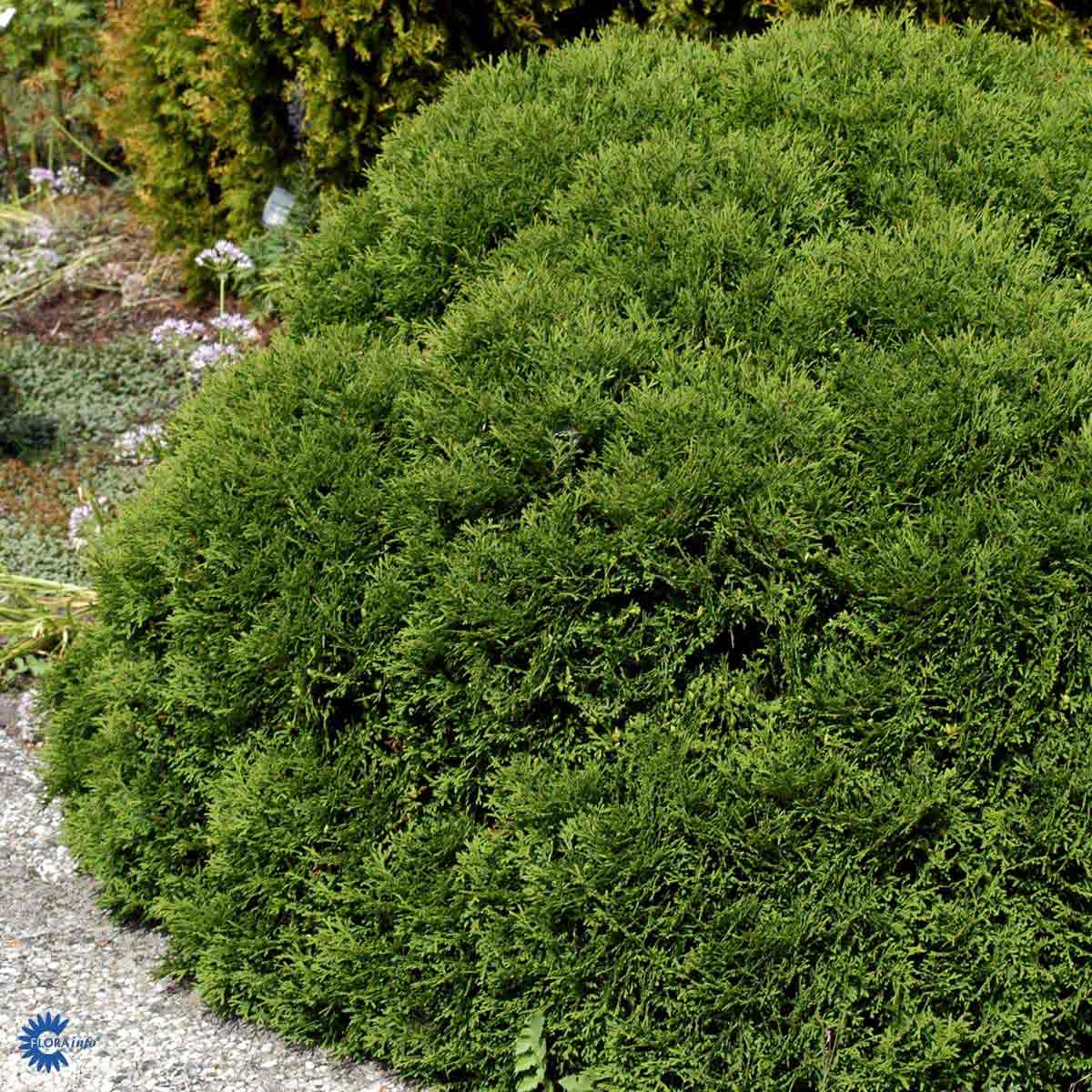 Bilde av Thuja occ. 'Tiny Tim'-Spanne Plantesalg