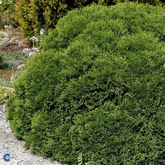 Bilde av Thuja occ. 'Tiny Tim'-Spanne Plantesalg