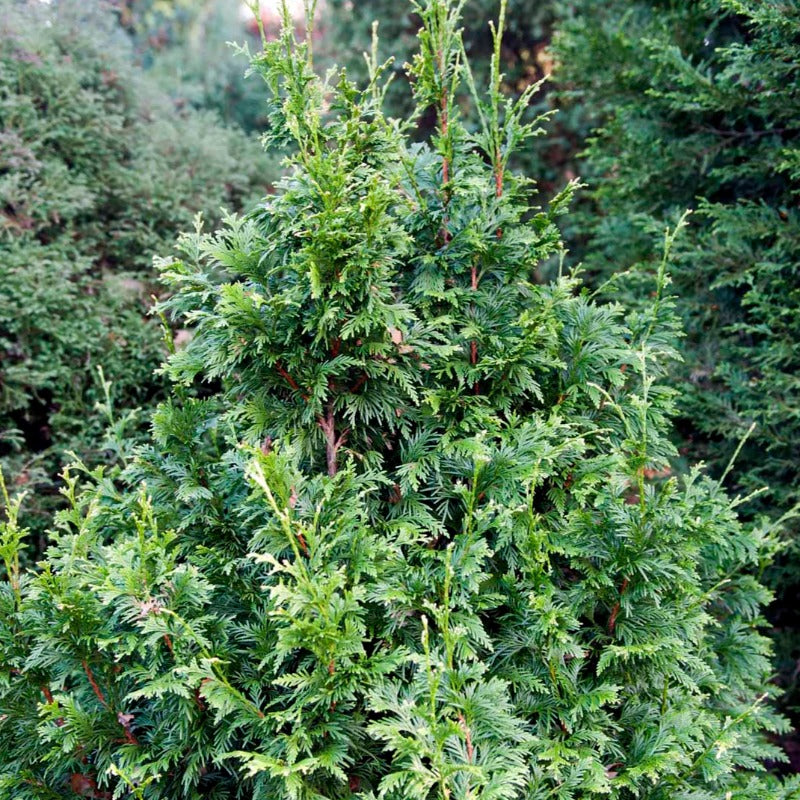 Bilde av Thuja plic. 'Can-Can'-Spanne Plantesalg