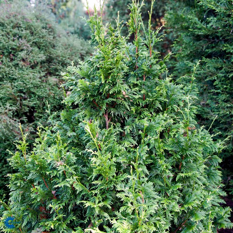 Bilde av Thuja plic. 'Can-Can'-Spanne Plantesalg