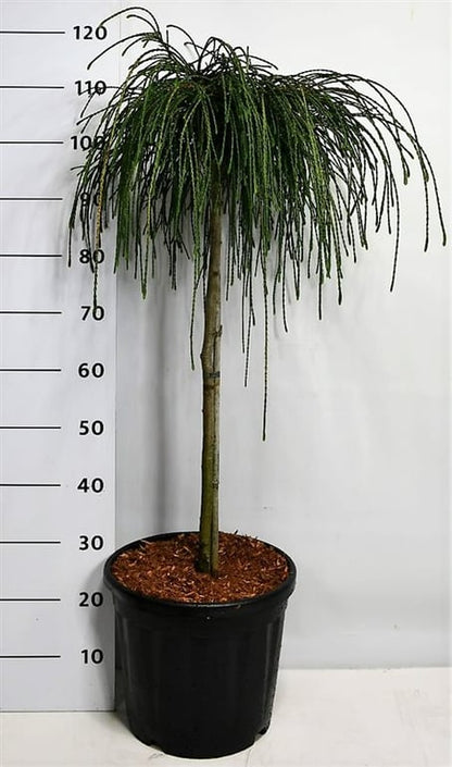 Bilde av Thuja plic. 'Whipcord' C10-Spanne Plantesalg