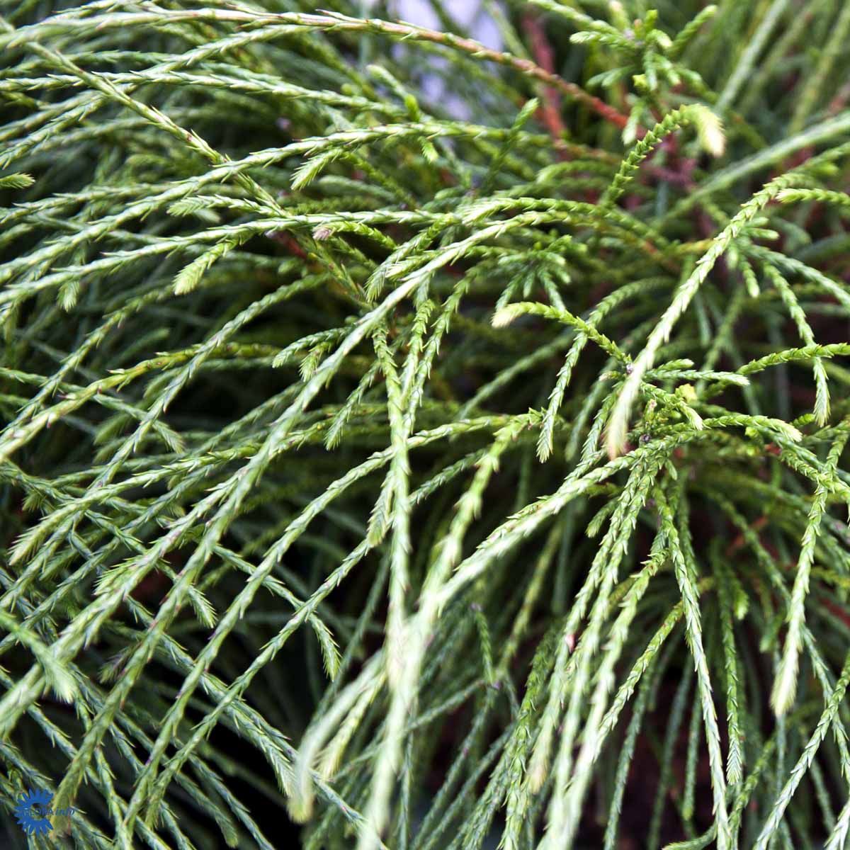 Bilde av Thuja plicata 'Whipcord'-Spanne Plantesalg