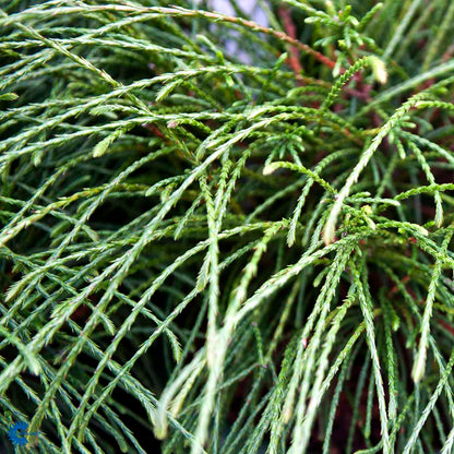Bilde av Thuja plicata 'Whipcord'-Spanne Plantesalg