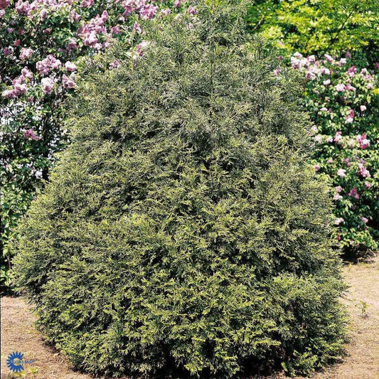 Bilde av Thujopsis dolabrata-Spanne Plantesalg