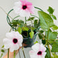 Bilde av Thunbergia rosa-Spanne Plantesalg