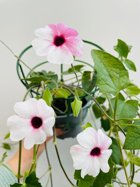 Bilde av Thunbergia rosa-Spanne Plantesalg