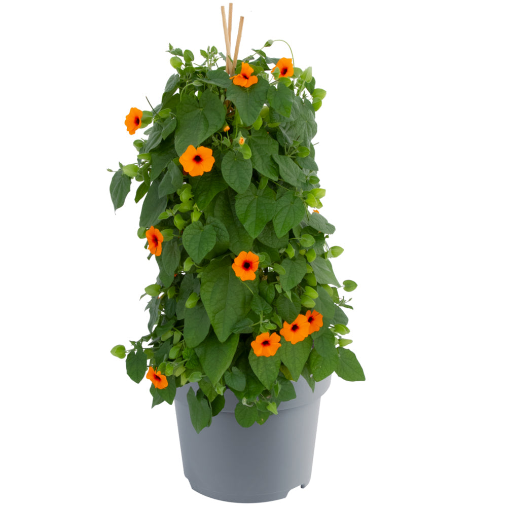 Bilde av Thunbergia Sunny Susy® New Orange-Spanne Plantesalg