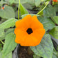 Bilde av Thunbergia Sunny Susy® New Orange 9 cm potte-Spanne Plantesalg